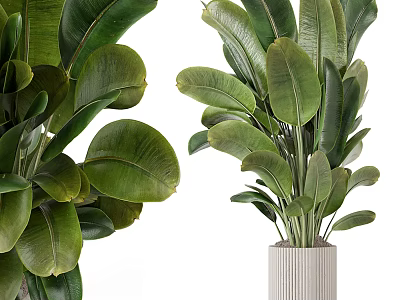Beautiful Potted Plants with Large Lush Green Leaves in White Striped Pot for Indoor Decor 3d model