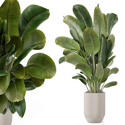 Beautiful Potted Plants with Large Lush Green Leaves in White Striped Pot for Indoor Decor 3d model