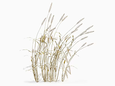 Golden Ornamental Grass with Feathery Plumes and Slender Stems for Garden Decoration 3d model