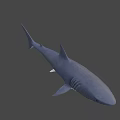 Realistic Great White Shark 3D Model With Lifelike Swimming Pose