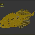 Highly Detailed Golden Fish Skeleton Showing Organ Structure And Bone Features