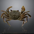 Brownish Crab With Orange Claws On Smooth Black Surface And Reflection