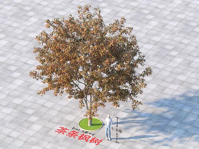 Amur Maple Tree on Paved Ground with Circular Green Base and Person for Size Reference 3d model