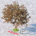 Amur Maple Tree on Paved Ground with Circular Green Base and Person for Size Reference 3d model