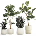 Lush Green Leafy Potted Plants In White Textured Ceramic Pots For Indoor Decor