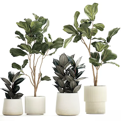 Lush Green Leafy Potted Plants In White Textured Ceramic Pots For Indoor Decor 3d model