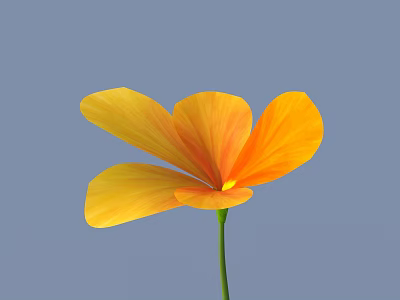 Beautiful Yellow Orange Flower With Vibrant Petals And Green Stem On Blue Background 3d model