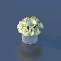 Light Green Hydrangea In Transparent Glass Vase On Dark Blue Background With Reflection