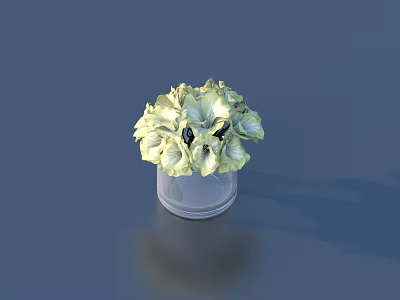 Light Green Hydrangea In Transparent Glass Vase On Dark Blue Background With Reflection 3d model