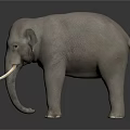 Gray Elephant With White Tusks Standing On Black Background As