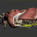 Human Muscle Anatomy 3D Model Showing Muscle Fibers And Tendons Structure