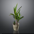 Green Leafy Indoor Plant In Beige Woven Pot Against Dark Background