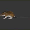Brown Mouse with Long Tail White Belly and Black Eyes on Black Background with Reflection
