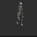 Woman's Skeleton Anatomical Model with Detailed Bone Structure and 3D View