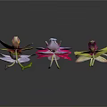 Various Colorful Orchids with Different Shapes on Dark Background Display Beautifully