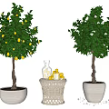 Potted Trees With Lemon Fruits White Flowers And Decorative Fruit Basket