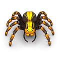 Vibrant Yellow And Black Striped Spider With Orange Banded Legs On White Background
