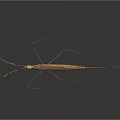 Long Legged Brown Insect Displaying Slender Body on Gray Background With Reflection 3d model