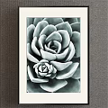 Black and White Succulent Botanical Painting With Framed Decorative Art