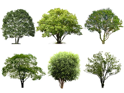 Different Arbor Species Displaying Lush Foliage and Diverse Canopy Structures 3d model