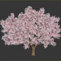 Stunning Tree With Vibrant Pink Blossoms On Gray Background And Reflection 3d model