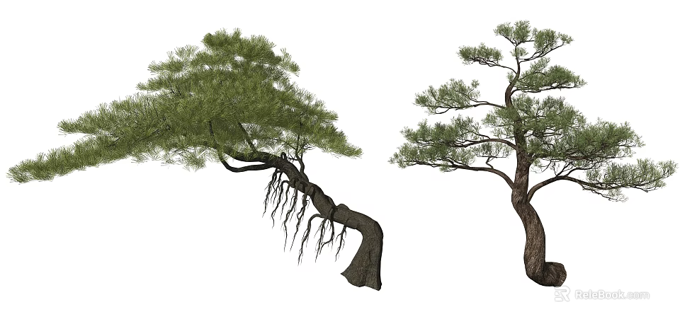 Two Pine Trees with Curved Trunks Lush Foliage and Exposed Roots 3d model