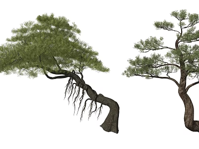 Two Pine Trees with Curved Trunks Lush Foliage and Exposed Roots 3d model