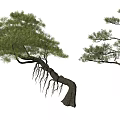 Two Pine Trees with Curved Trunks Lush Foliage and Exposed Roots 3d model