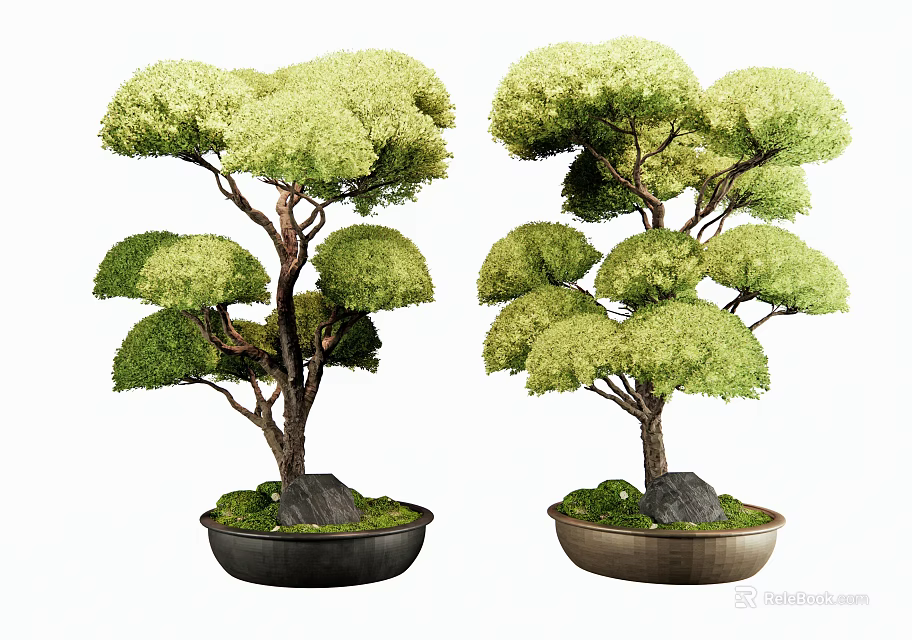 Two Bonsai Trees With Trimmed Foliage In Decorative Pots And Stones 3d model 