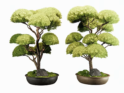 Two Bonsai Trees With Trimmed Foliage In Decorative Pots And Stones 3d model