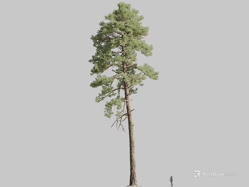 Tall Arbor with Lush Green Pine Foliage and Human Figure for Scale 3d model 