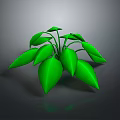 Lush Green Leafy Plant With Vibrant Fresh Leaves And Glossy Foliage