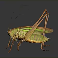 Green and Yellow Grasshopper with Long Antennae and Legs on Dark Background