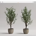 Two Olive Tree Bonsai Potted Plants in Light Gray Pots with White Background