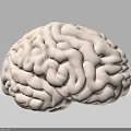 Highly Detailed Human Brain Anatomical Model With Gyri And Sulci Structure