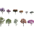 Different Types Of Colorful Trees For Garden Landscape And Decoration
