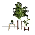 Bonsai Potted Plants with Lush Green Leaves in White Ceramic Pots for Indoor Home Decor