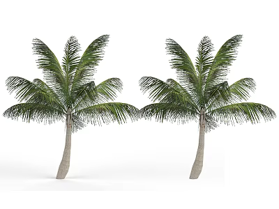 Two Tall Green Palm Trees With Lush Foliage And Smooth Trunks 3d model