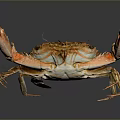 Orange Red Crab With Shiny Shell On Dark Background With Reflection