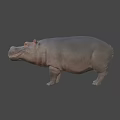 Realistic Hippopotamus 3D Model With Grey Skin And Standing Pose