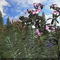 Green Leaf Succulents With Pink Flowers In Sunlit Garden Under Blue Sky And Clouds