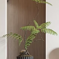 Bonsai Potted Fern Plant With Black Pot And Marble Decor On Wooden Wall Background