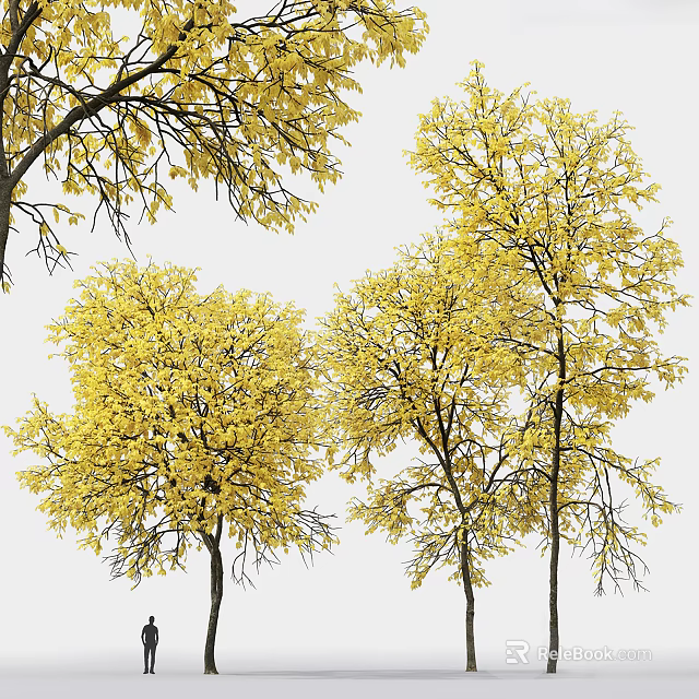 Tall Arbor Trees With Vibrant Yellow Leaves And Lush Branches 3d model 
