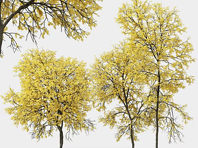Tall Arbor Trees With Vibrant Yellow Leaves And Lush Branches 3d model