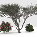 Tall Arbor With Spreading Branches Pink Flowering Bushes And Green Shrubs