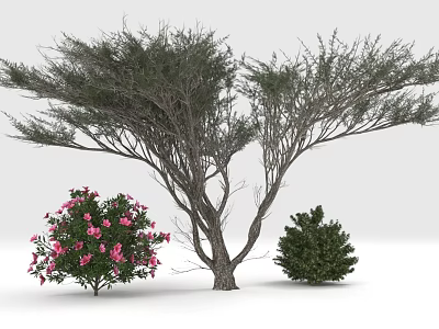 Tall Arbor With Spreading Branches Pink Flowering Bushes And Green Shrubs 3d model