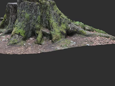 Moss Covered Tree Stump With Exposed Roots On Forest Floor And Fallen Leaves 3d model