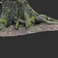 Moss Covered Tree Stump With Exposed Roots On Forest Floor And Fallen Leaves 3d model