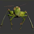Green And Brown Grasshopper With Long Legs Antennae On Dark Reflective Surface