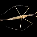 Macro View Of Water Strider Insect With Long Legs And Brown Body On Black Background